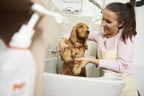 Weiblicher Hundefrisör badet Cockerspaniel im Bad eines Hundesalons - CUF10940