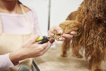 Hand einer Hundefrisörin, die die Nägel eines Cockerspaniels im Hundesalon schneidet - CUF10942