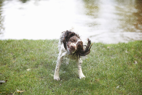 Hund schüttelt Wasser aus dem nassen Haar - CUF11177