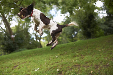 Dog jumping in mid air - CUF11178