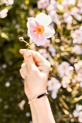 Hand hält rosa Blume hoch - CUF11323