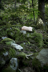 Nackte junge Frau schläft im Wald - FCF01394
