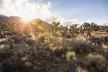 Landschaft mit sonnenbeschienenen Kakteen im Death Valley National Park, Kalifornien, USA - CUF11577