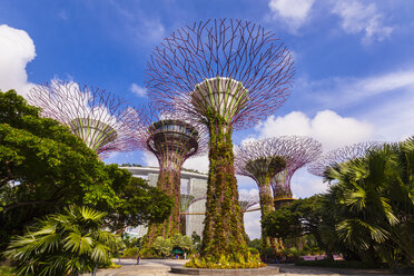 Supertree Grove and gardens, Singapore, South East Asia - CUF11602