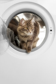 Norwegische Waldkatze in der Waschmaschine - CUF11694