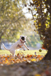 Jack Russell jagt Tennisball - CUF11699