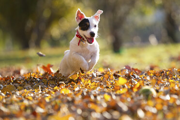 Jack Russell jagt Tennisball - CUF11700