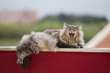 Norwegian forest cat yawning - CUF11710