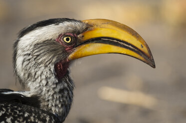 Seitenansicht des östlichen Gelbschnabel-Hornvogels (Tockus flavirostris), Savuti-Sumpf, Chobe-Nationalpark, Botsuana - CUF11720