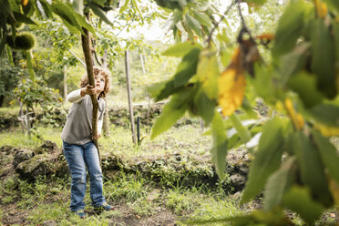 Boy poking chestnut tree with pole in vineyard woods - CUF11987