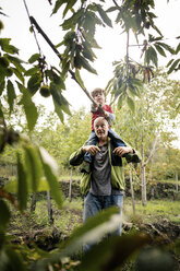 Junge auf den Schultern eines Mannes stößt Kastanienbaum mit Stange in Weinbergwald - CUF11988