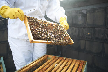 Imker bei der Inspektion des Bienenstockrahmens, mittlerer Teil - CUF12008