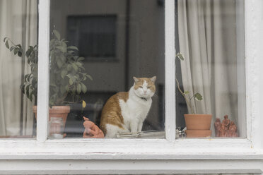 Katze sitzt hinter dem Fenster eines Wohnhauses - AFVF00489