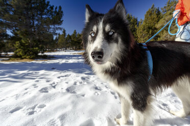 Porträt eines misstrauischen Hundes im verschneiten Wald mit einem Mann - CUF12206