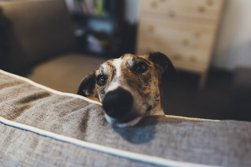 Porträt eines Hundes mit auf dem Sofa liegendem Kopf - CUF12456