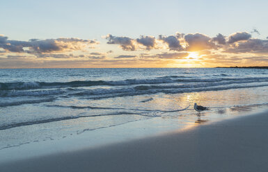 Möwe am Strand von Miami bei Sonnenaufgang, Florida, USA - CUF12690