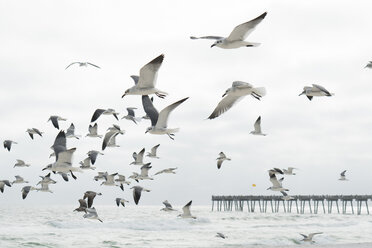 Flock of seagulls flying, Destin, Gulf of Mexico, USA - ISF02118
