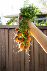 Woman holding freshly harvested mini carrots - ISF02154