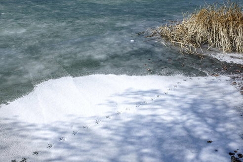 Gefrorener See, Tierspuren im Schnee, Seeufer - HAMF00326