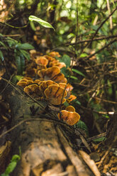 Laos, Vang Vieng, Pilze wachsen an einem Baum im Dschungel - AFVF00523