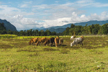 Laos, Vang Vieng, cows in field - AFVF00525