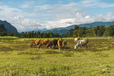 Laos, Vang Vieng, Kühe auf der Weide - AFVF00525