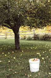 Apfelbaum umgeben von heruntergefallenen Äpfeln, Eimer voller Äpfel im Vordergrund - ISF02564