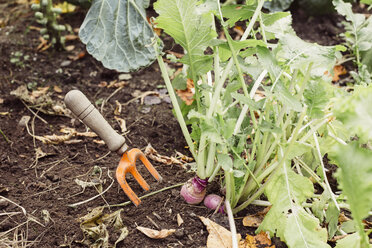 Gabel im Boden neben wachsendem Gemüse, Nahaufnahme - ISF02568