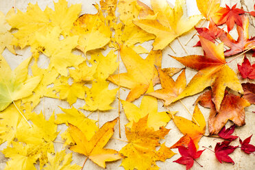 Autumn maple leaves on white surface, overhead view - ISF02574
