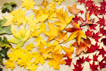 Green, yellow and red maple leaves on white surface, overhead view - ISF02575