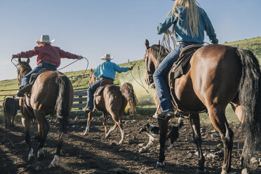 Cowboys und Cowgirls auf Pferden, die einen Stier mit dem Lasso einfangen, Enterprise, Oregon, Vereinigte Staaten, Nordamerika - ISF02836