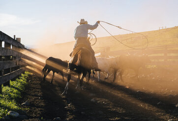 Cowboy auf Pferd fängt Stier mit dem Lasso ein, Enterprise, Oregon, Vereinigte Staaten, Nordamerika - ISF02843