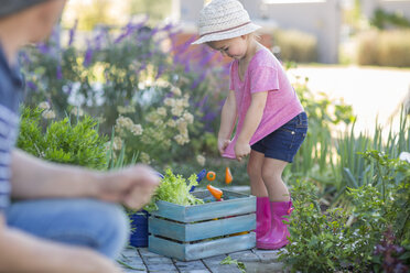 Vater und Tochter im Garten, Tochter legt geerntetes Gemüse in eine Holzkiste - ISF02895