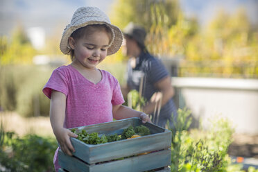 Junges Mädchen im Garten, das eine Holzkiste mit Gemüse trägt - ISF02896