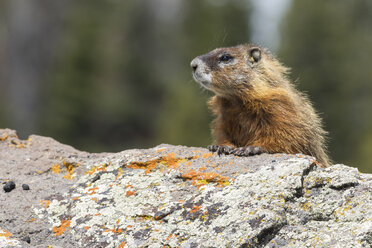 Gelbbauchmurmeltier (Marmota flaviventris), Nahaufnahme, Yellowstone National Park, Wisconsin, Vereinigte Staaten, Nordamerika - ISF03097