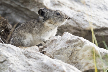 Halsbandpika (Ochotona collaris), Nahaufnahme, Denali National Park, McKinley Park, Alaska, Vereinigte Staaten, Nordamerika - ISF03098