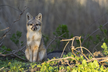 Fuchs (Urocyon cinereoargenteus) schaut in die Kamera, Coyote Hills Regional Park, Kalifornien, Vereinigte Staaten, Nordamerika - ISF03102