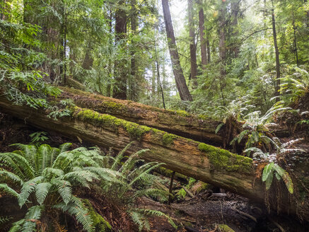 Umgefallene Bäume, Armstrong Redwoods State Natural Reserve, Kalifornien, Vereinigte Staaten, Nordamerika - ISF03104