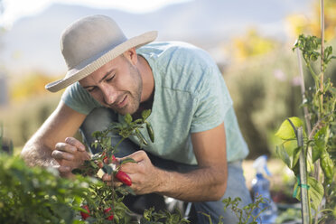 Young man in garden, examining chillies on plant - ISF03123