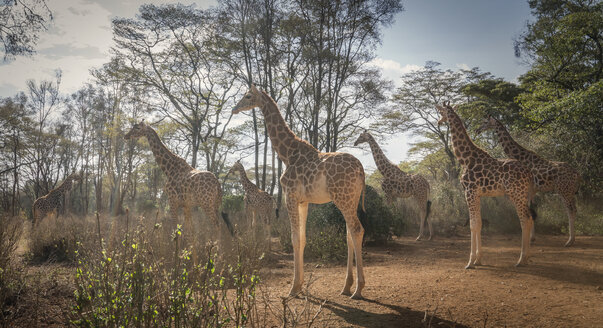 Giraffen im Nairobi-Nationalpark, Nairobi, Kenia, Afrika - ISF03245