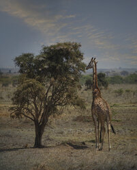 Giraffe frisst Blätter an einem Baum, Nairobi National Park, Nairobi, Kenia, Afrika - ISF03246