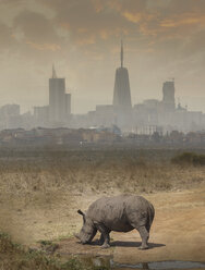 Black rhino grazing, Nairobi National Park, Nairobi, Kenya, Africa - ISF03247