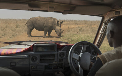 Mann im Fahrzeug betrachtet ein grasendes Spitzmaulnashorn, Nairobi National Park, Nairobi, Kenia, Afrika - ISF03249