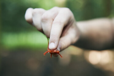 Young girl holding newt, close-up - ISF03287