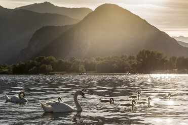 Family of swans swimming on Lake Maggiore at sunset, Piemonte, Italy - ISF03461