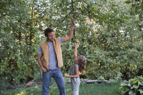 Vater hilft seiner Tochter, den Apfel am Baum zu erreichen - ISF03758