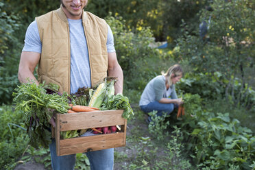 Woman picking crops on farm, man holding crate of crops - ISF03761