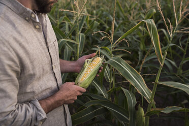 Landwirt mit frisch geerntetem Mais, Mittelteil - ISF03778