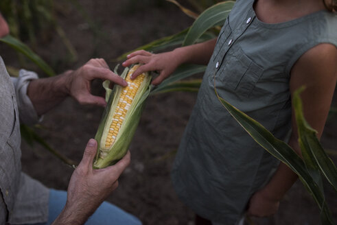 Vater zeigt Tochter frisch geernteten Mais, Mittelteil - ISF03779