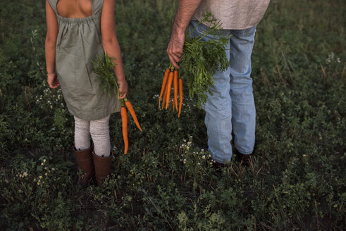 Vater und Tochter stehen auf einem Feld und halten frisch gepflückte Möhren in der Hand, Tiefschnitt, Rückansicht - ISF03782